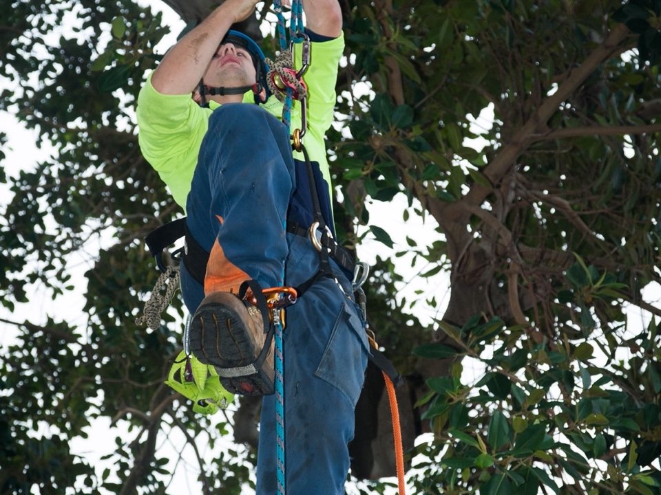Qualified arborist working in a mature tree during a risk assessment in Leicestershire