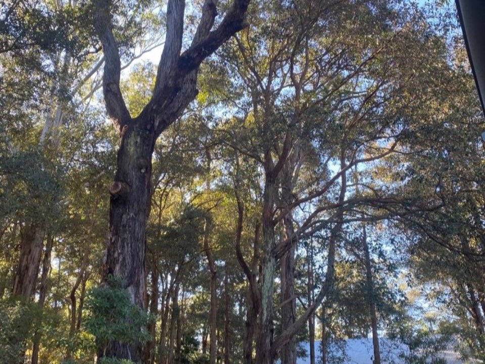 Mature trees in Leicestershire parkland with a property visible in the background